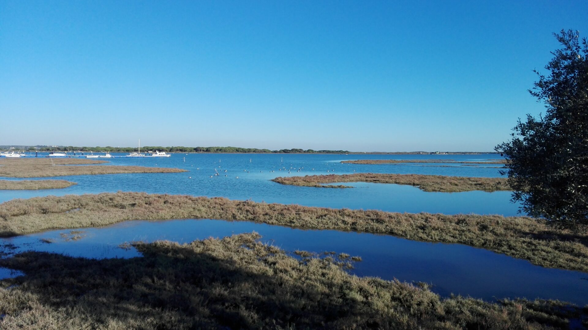 Cómo limpiar tu barco y evitar la propagación de especies invasoras en el río Piedras